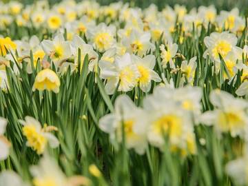 Field of yellow daffodils or narcissus flowers in 2026 01 06 00 00 34 utc