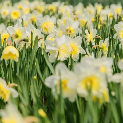 Field of yellow daffodils or narcissus flowers in 2026 01 06 00 00 34 utc