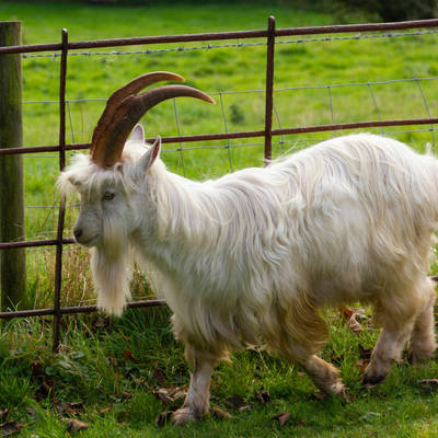 Goats Oct21 9827