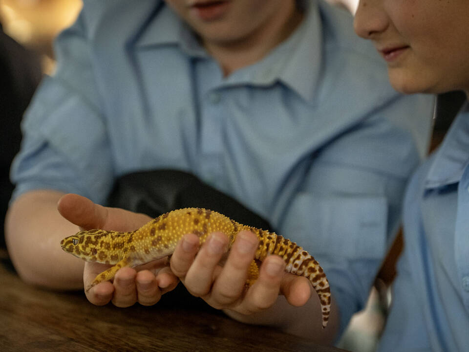 YR5 6 Animal Room 95