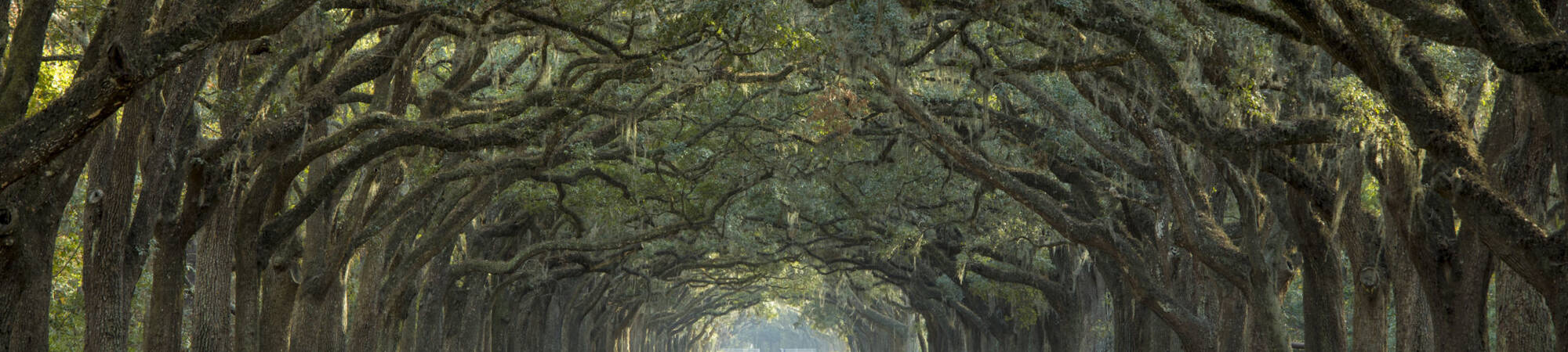 Avenue of oaks in american south P292 R6 U