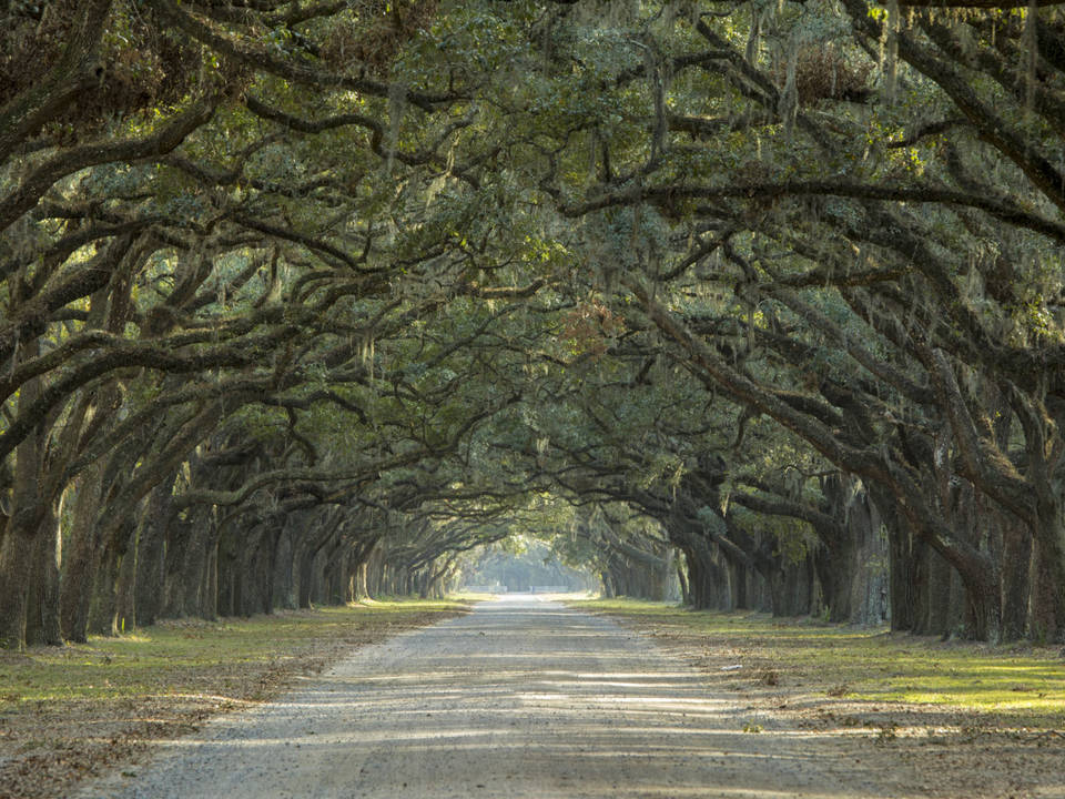 Avenue of oaks in american south P292 R6 U